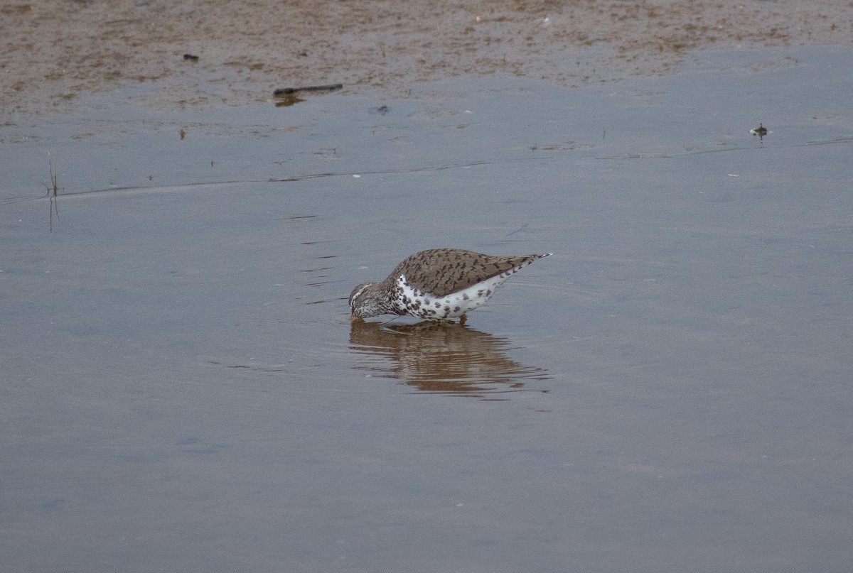 Spotted Sandpiper - ML620548296