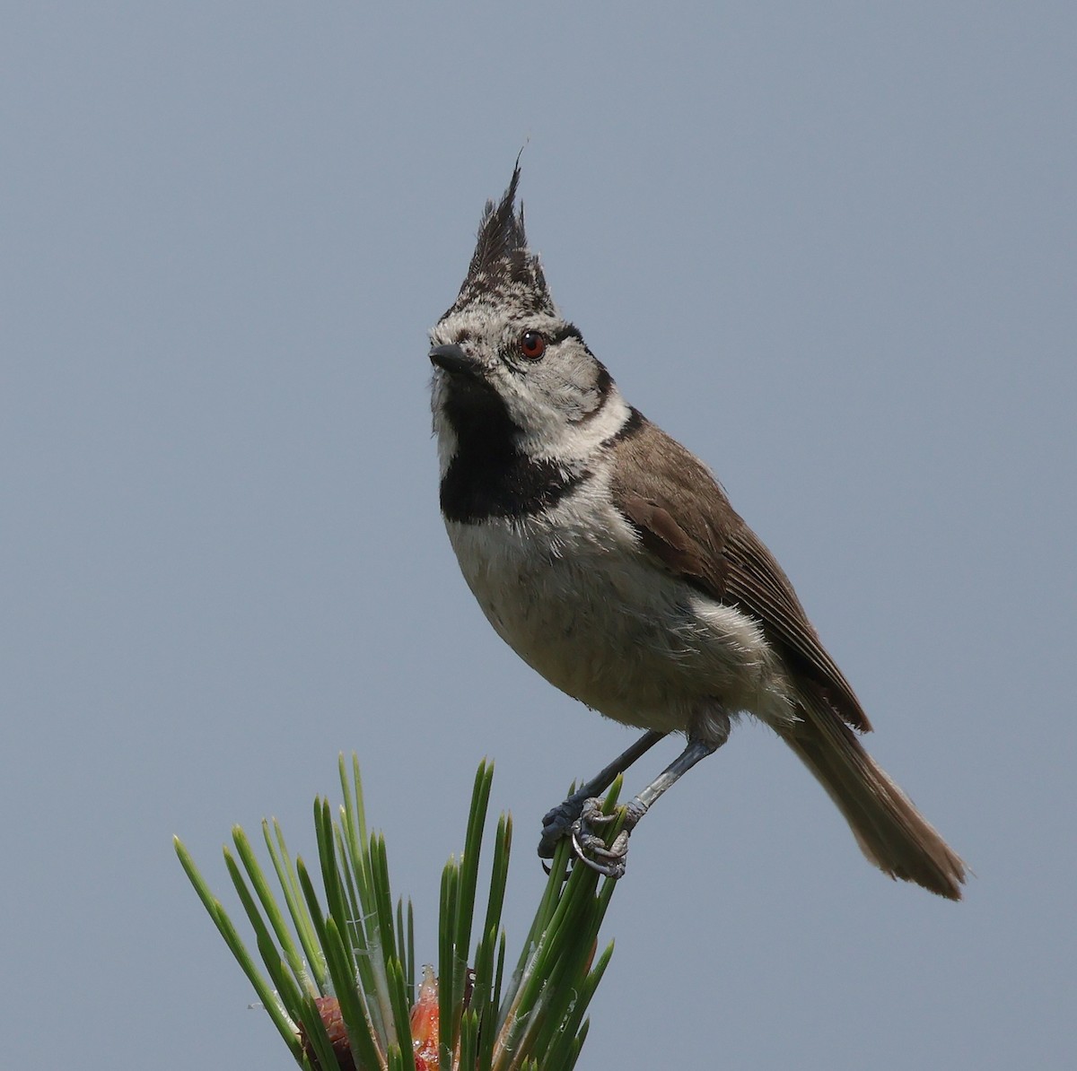 Crested Tit - ML620548300