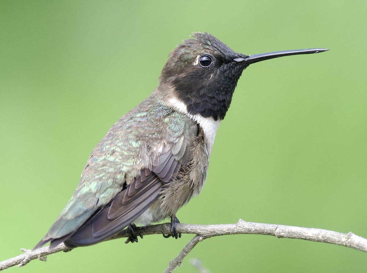 Colibrí Gorjinegro - ML620548305