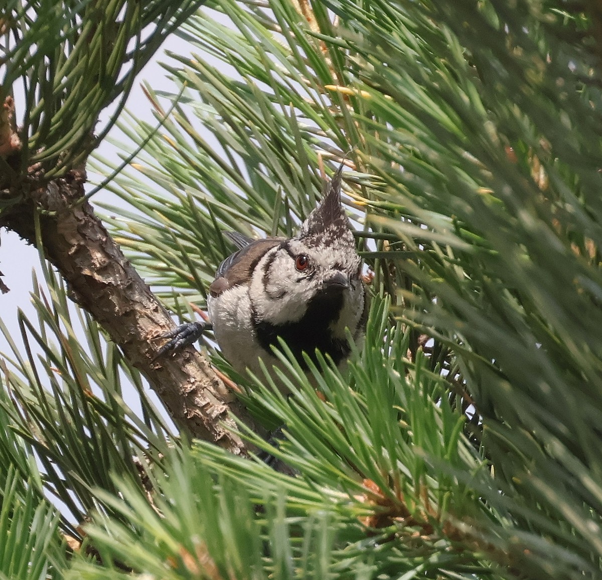 Crested Tit - ML620548307