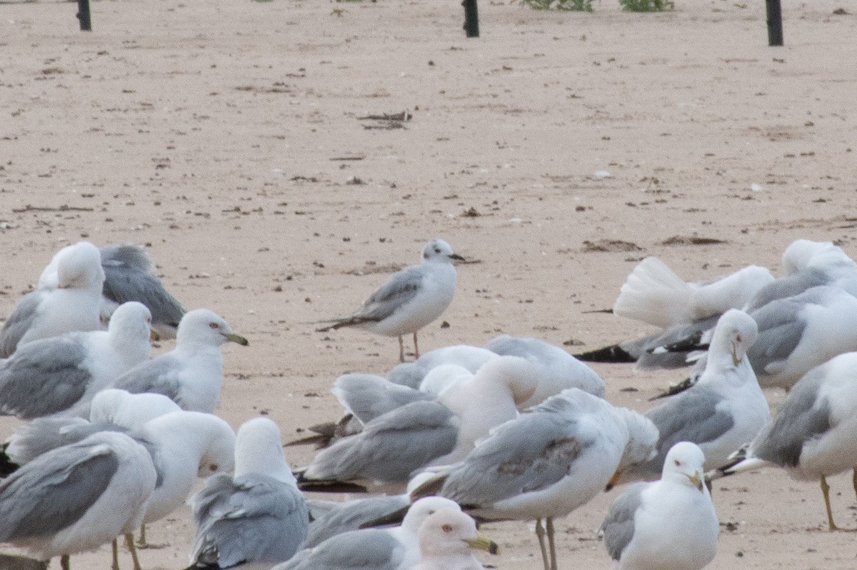 Bonaparte's Gull - ML620548313