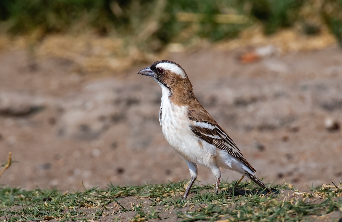 White-browed Sparrow-Weaver - ML620548323