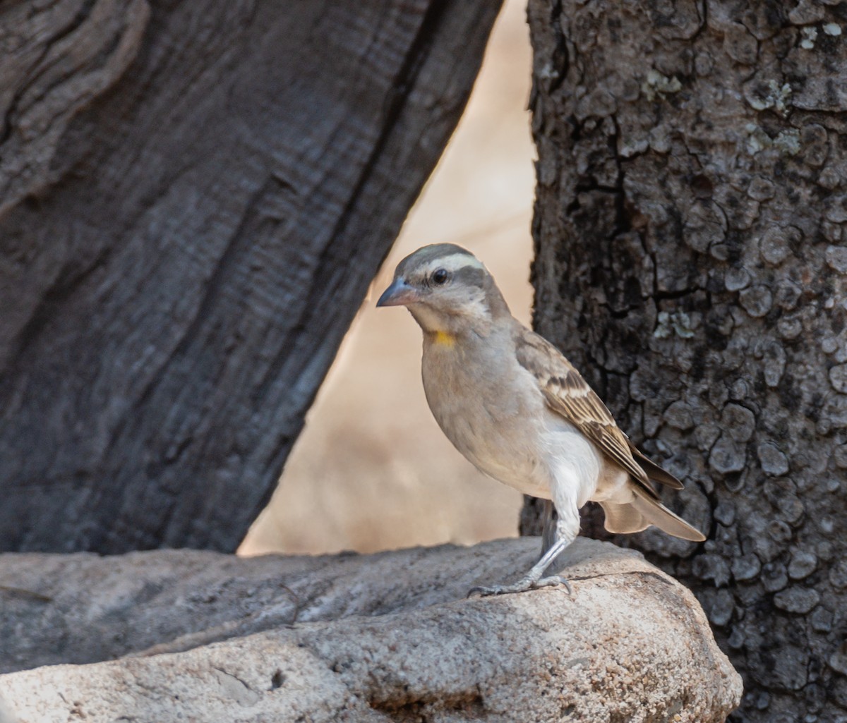 Yellow-throated Bush Sparrow - ML620548329