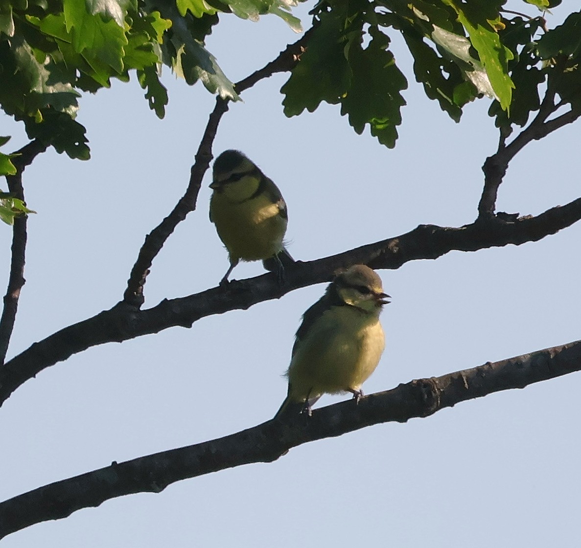 Eurasian Blue Tit - ML620548348