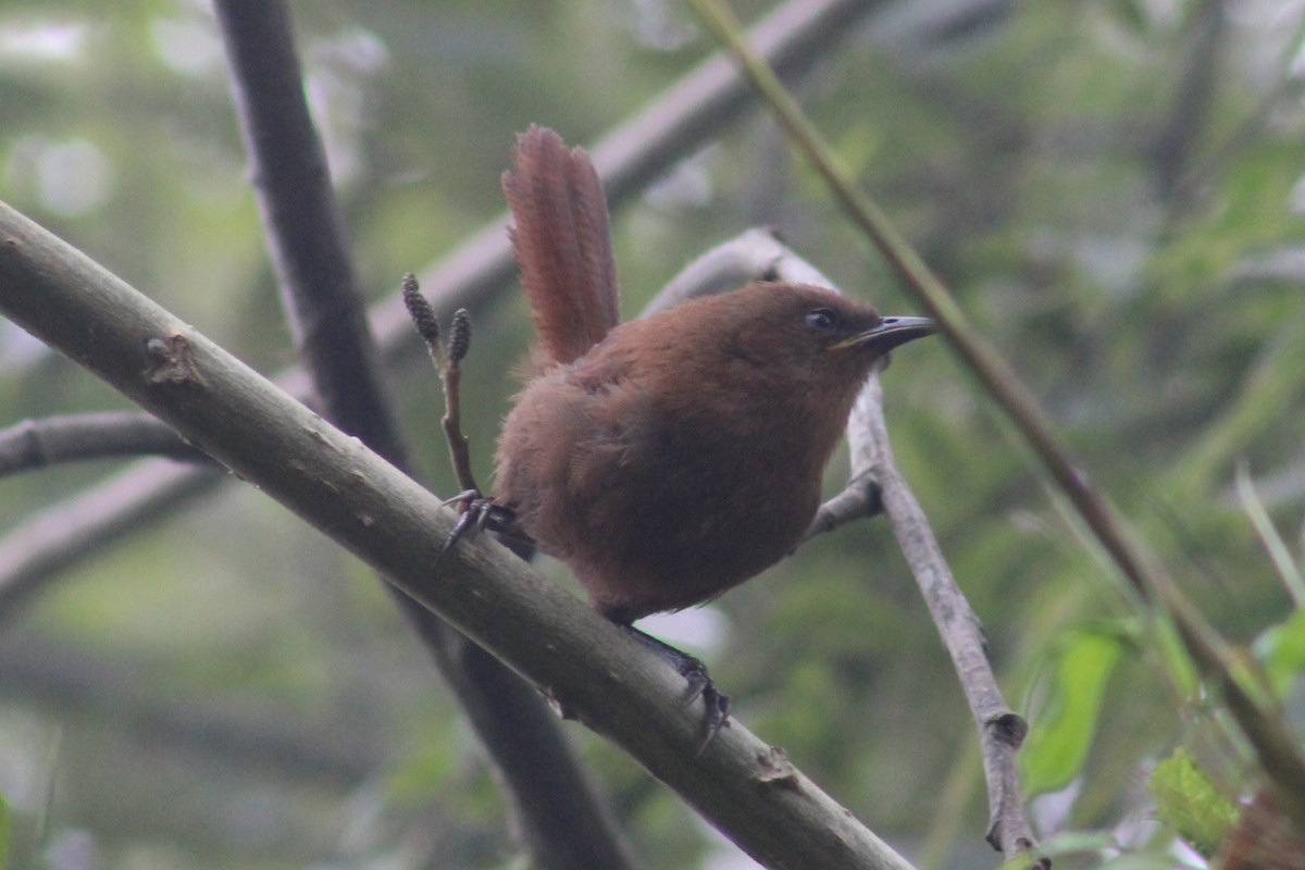 Rufous Wren - ML620548350