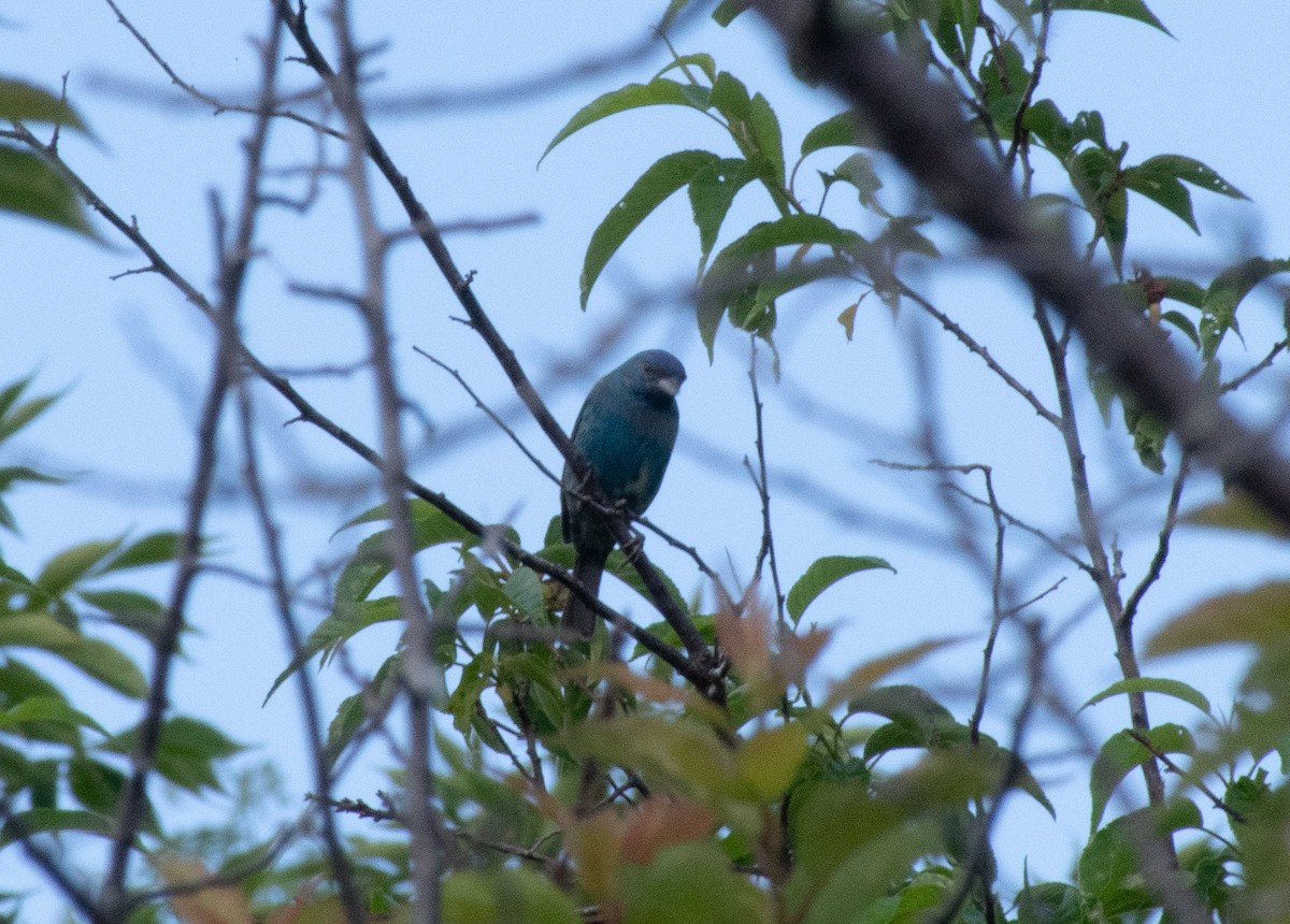 Indigo Bunting - ML620548351