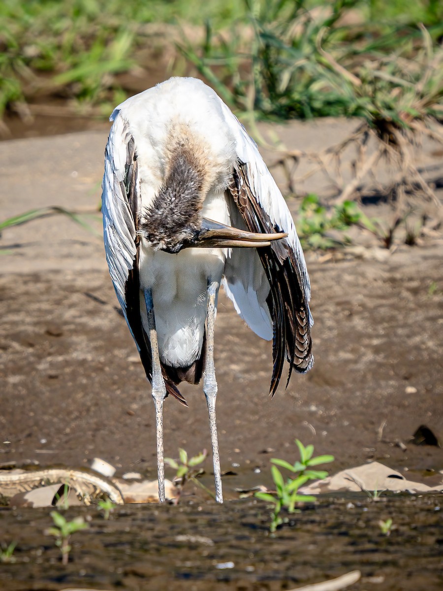 Wood Stork - ML620548352