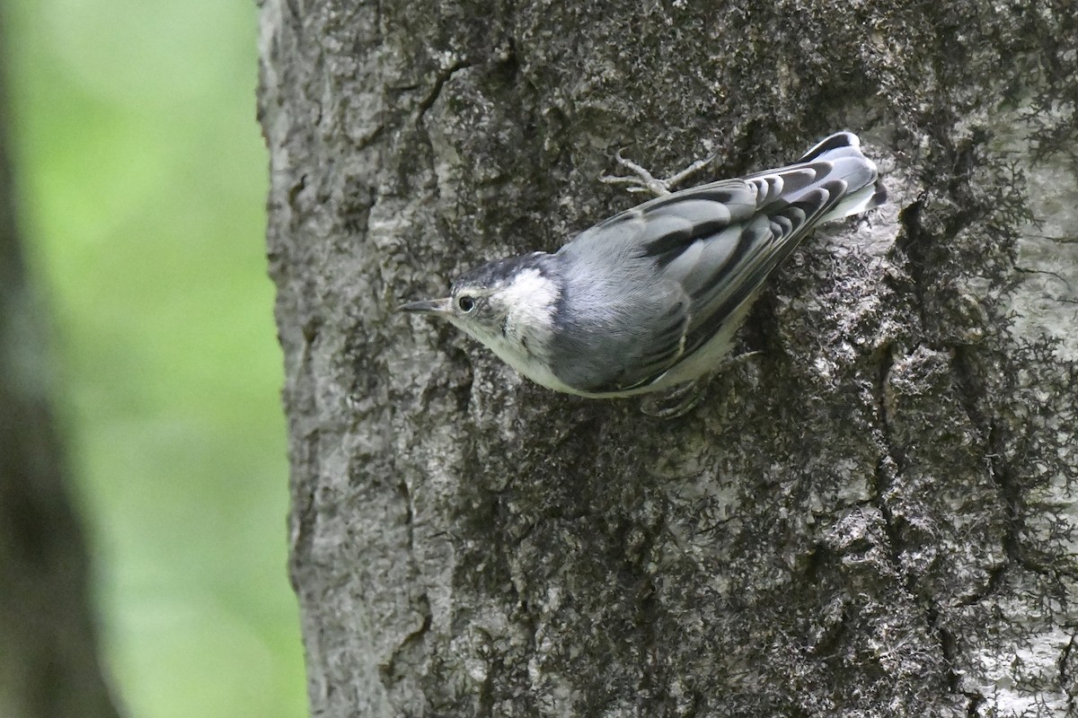 White-breasted Nuthatch - ML620548353