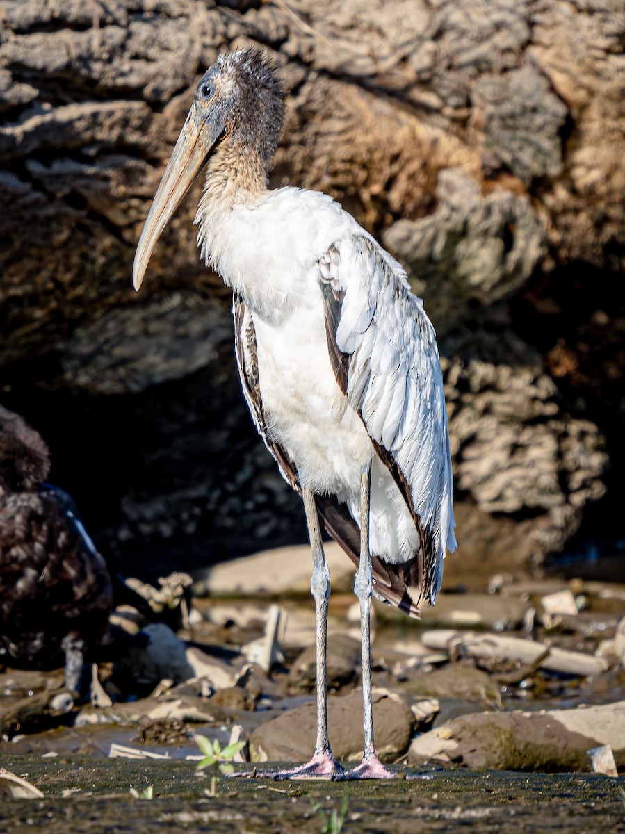 Wood Stork - ML620548355