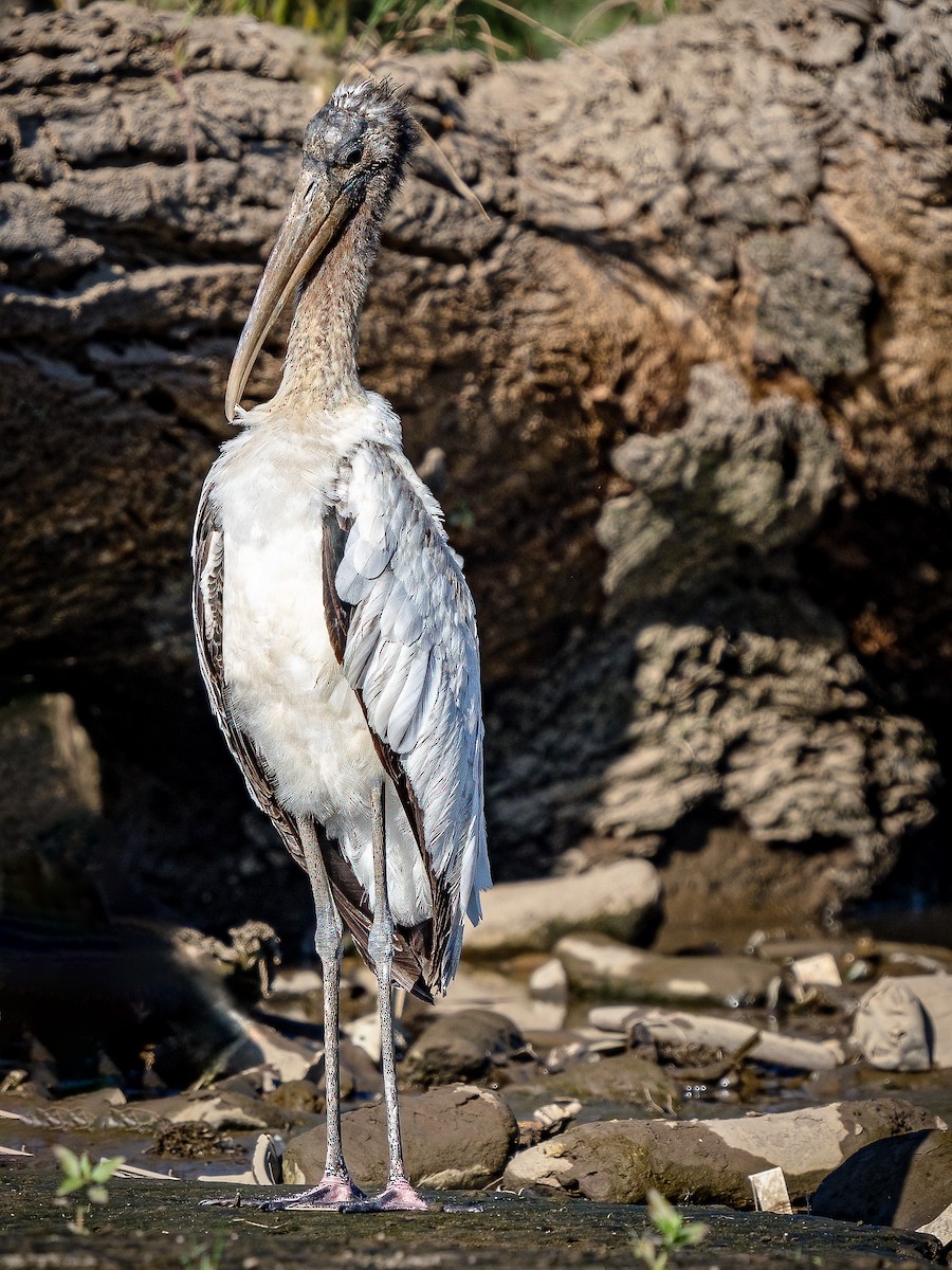 Wood Stork - ML620548356