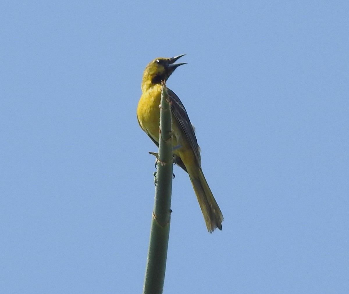 Hooded Oriole - ML620548357