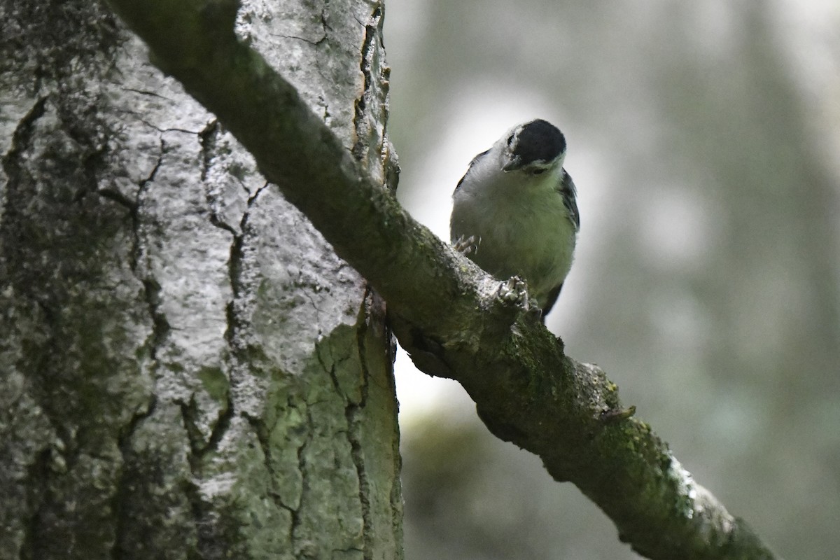 White-breasted Nuthatch - ML620548359