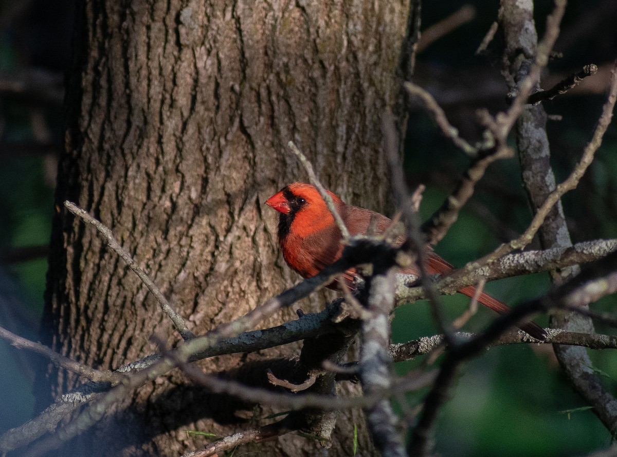 Cardinal rouge - ML620548360