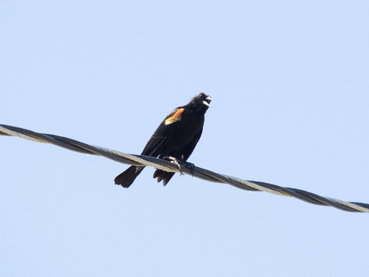 Red-winged Blackbird - ML620548365