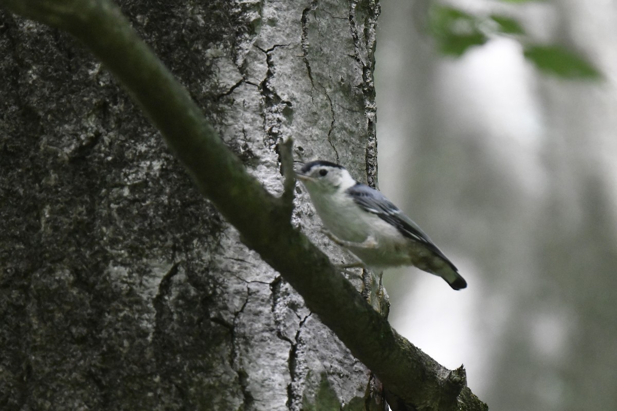 White-breasted Nuthatch - ML620548370