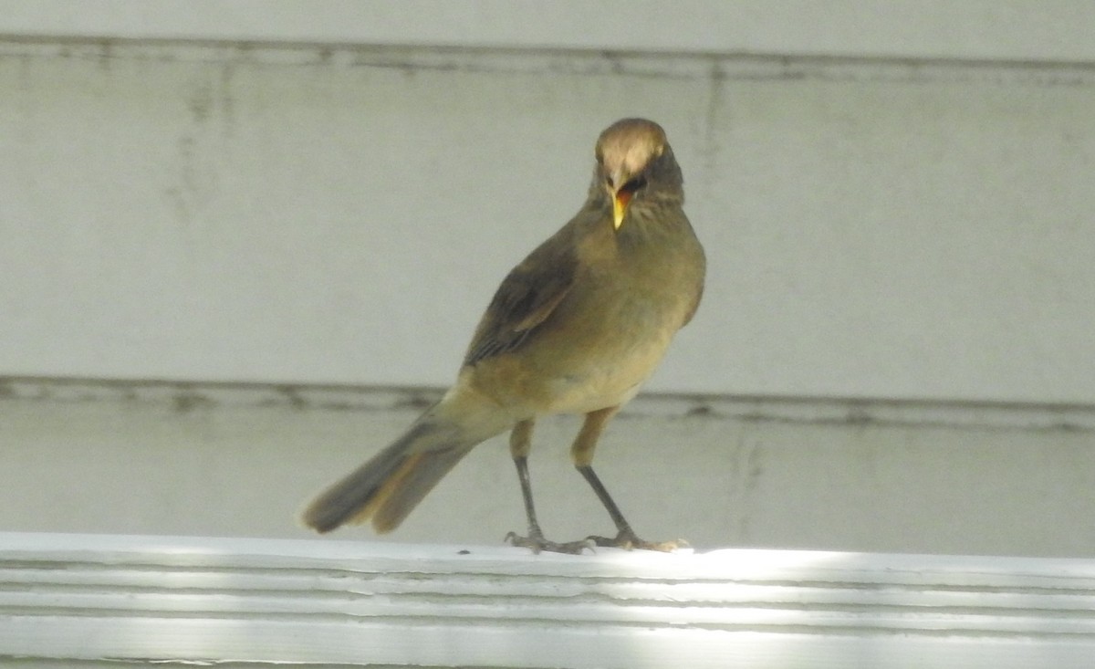 Clay-colored Thrush - ML620548374