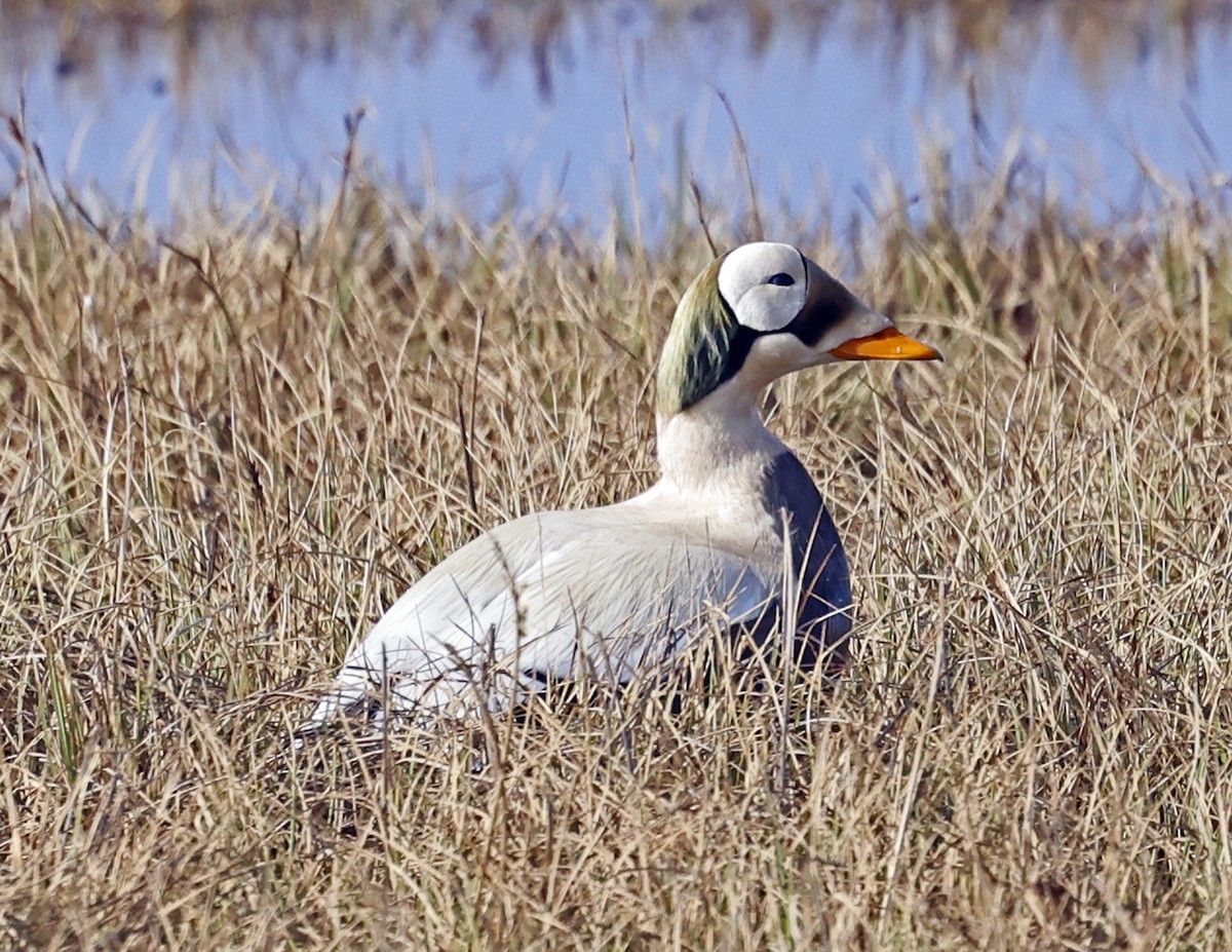 Spectacled Eider - ML620548378