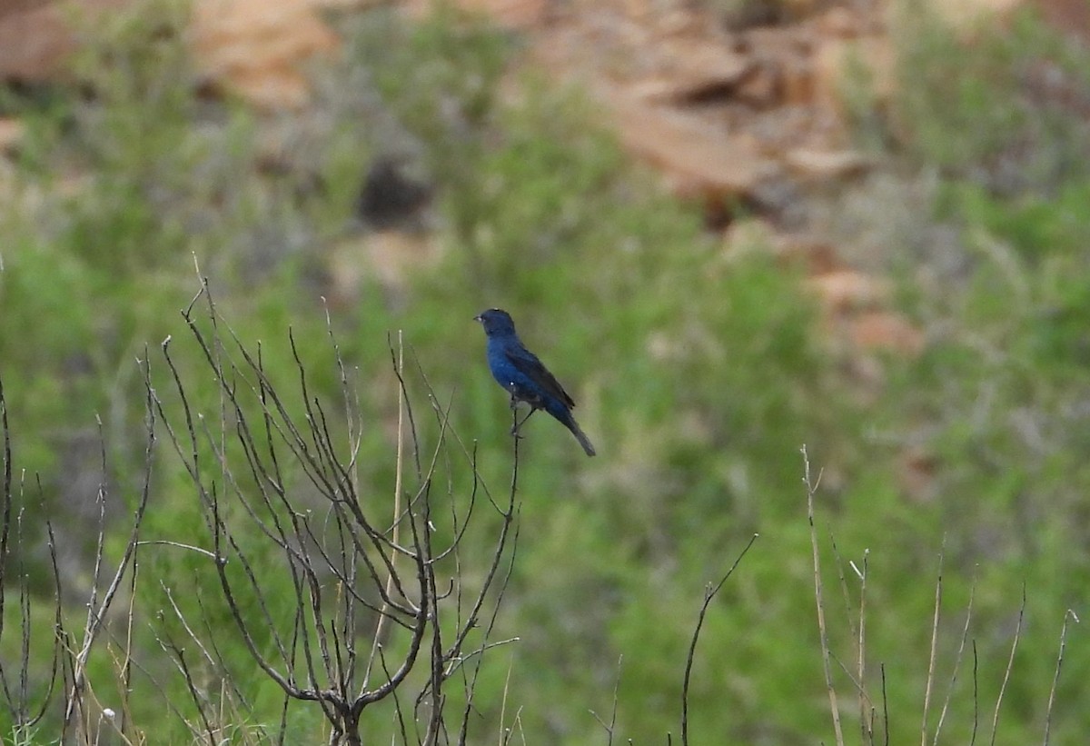 Indigo Bunting - ML620548384