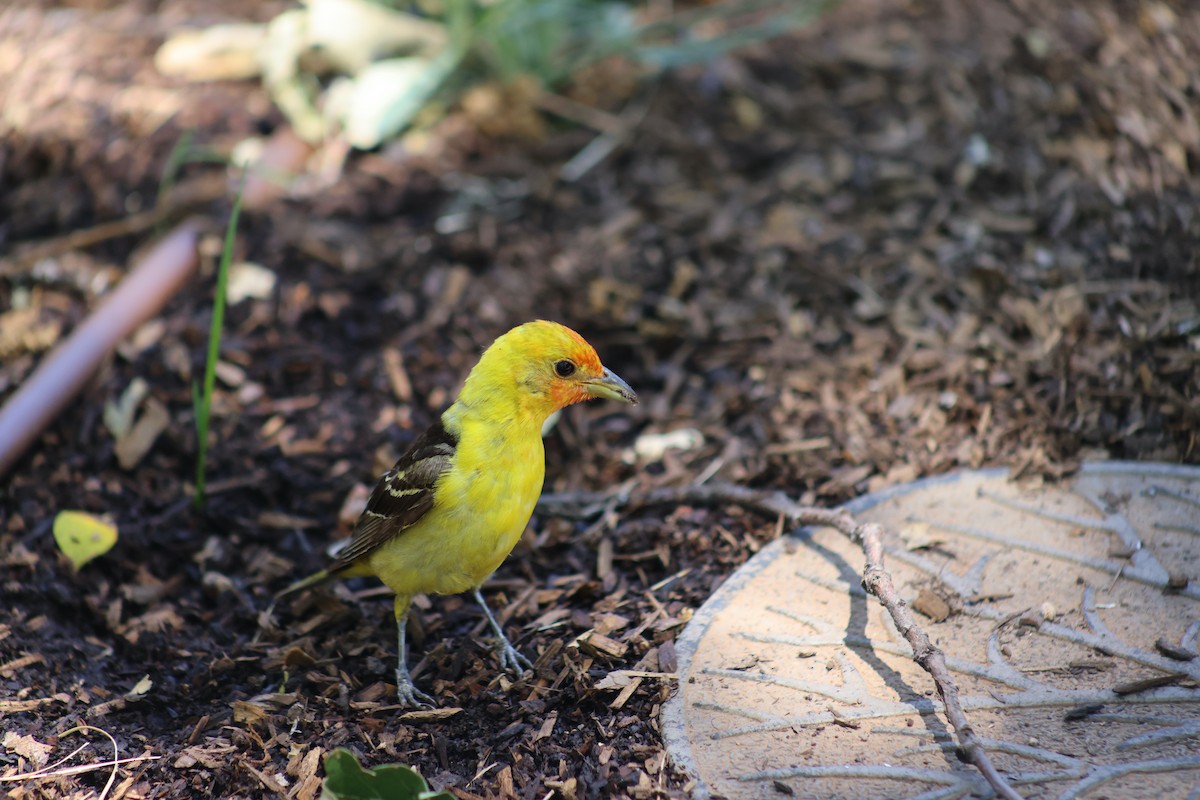 Western Tanager - ML620548392