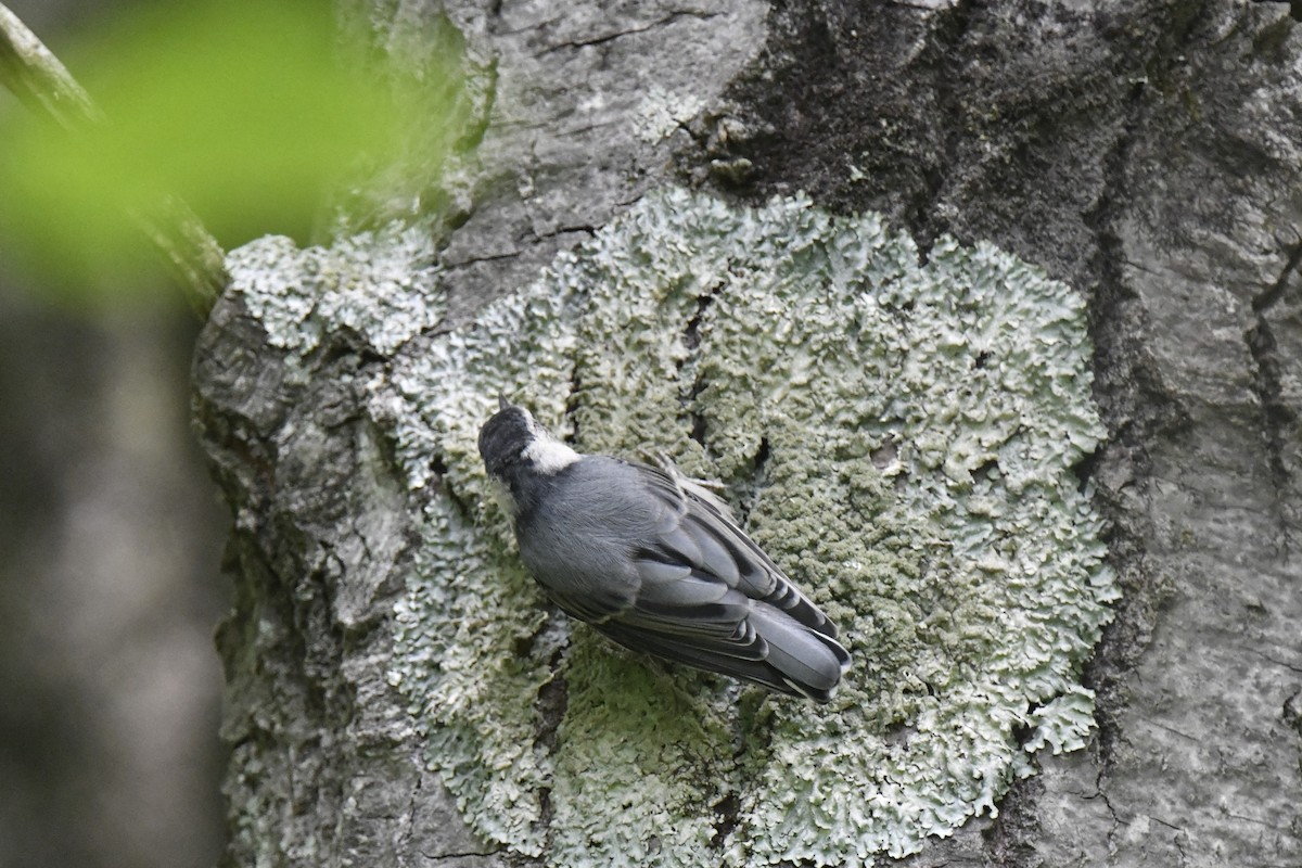 White-breasted Nuthatch - ML620548394
