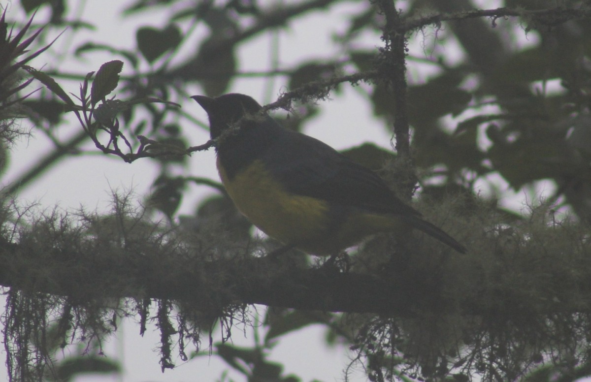 Hooded Mountain Tanager - ML620548397