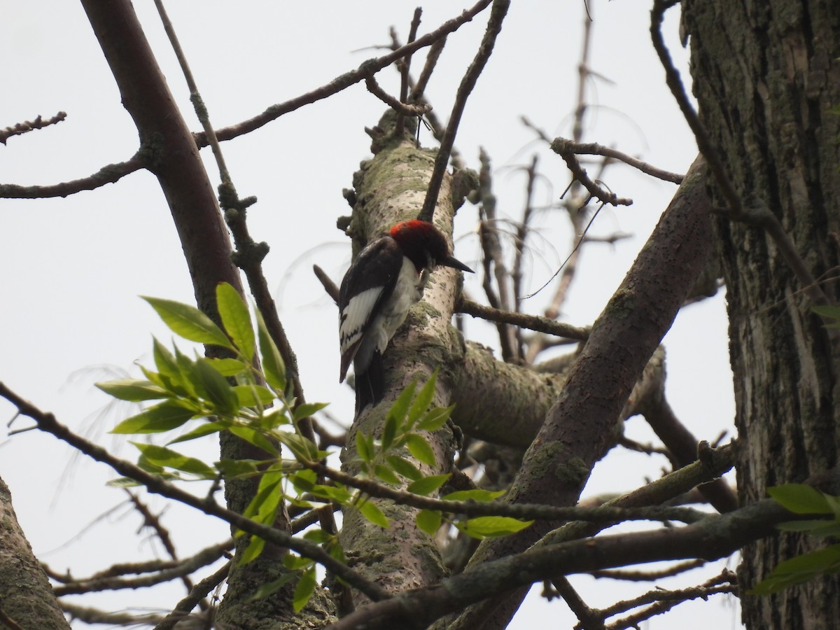 Red-headed Woodpecker - ML620548398
