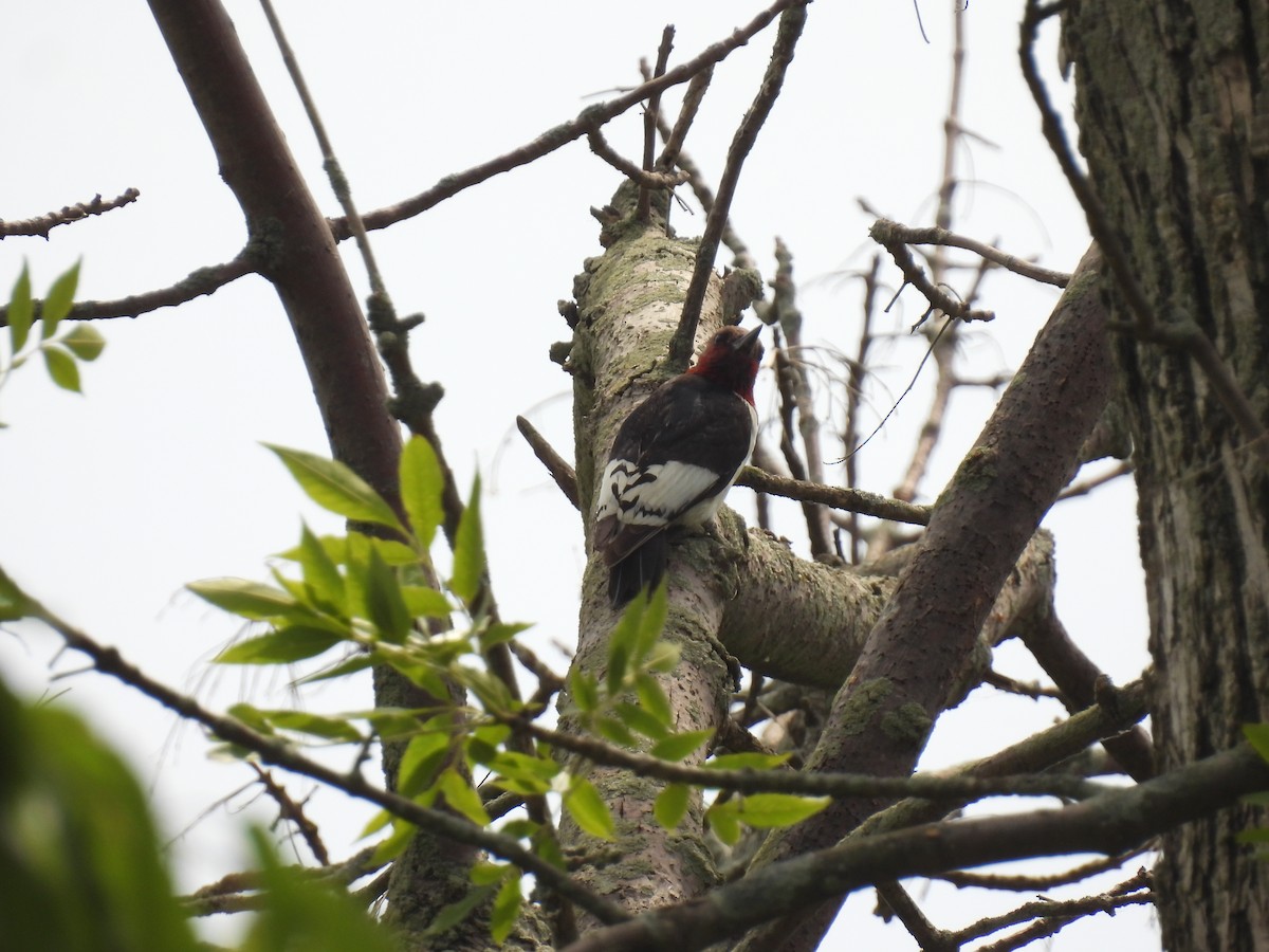 Red-headed Woodpecker - ML620548400