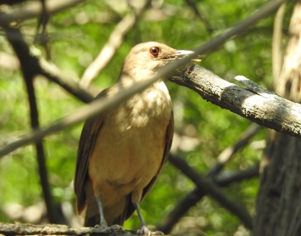 Clay-colored Thrush - ML620548404