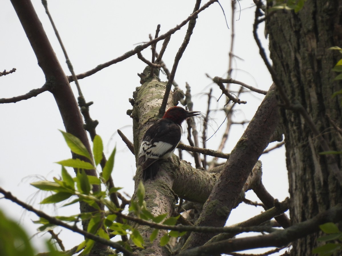 Red-headed Woodpecker - ML620548405
