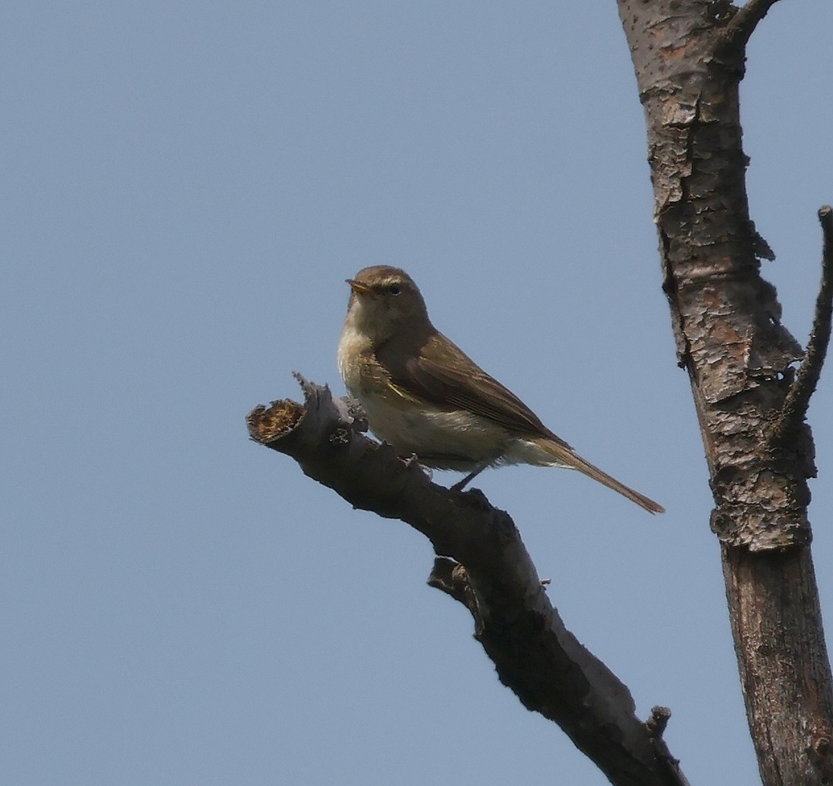 Common Chiffchaff - ML620548406