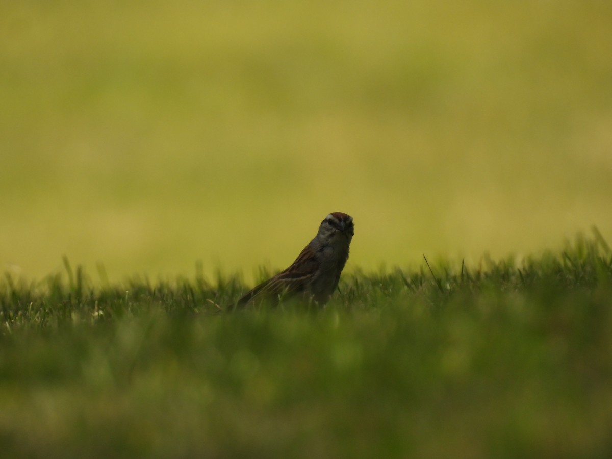 Chipping Sparrow - John McKay