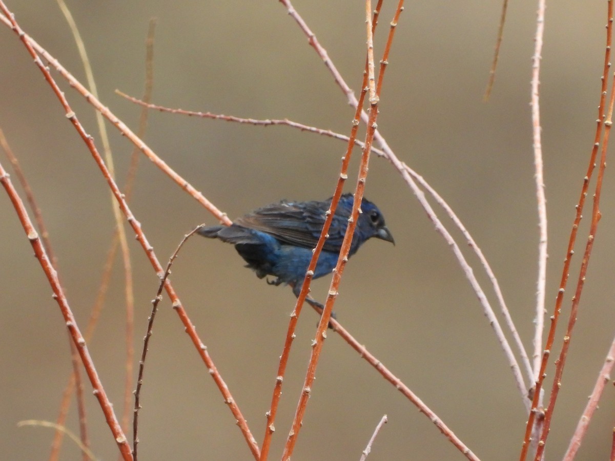 Indigo Bunting - David Wheeler