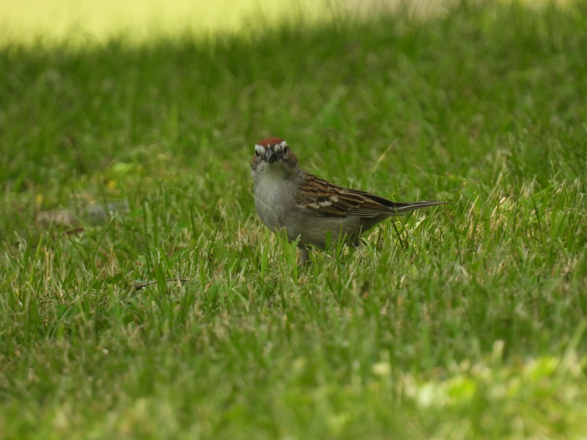 Chipping Sparrow - ML620548421