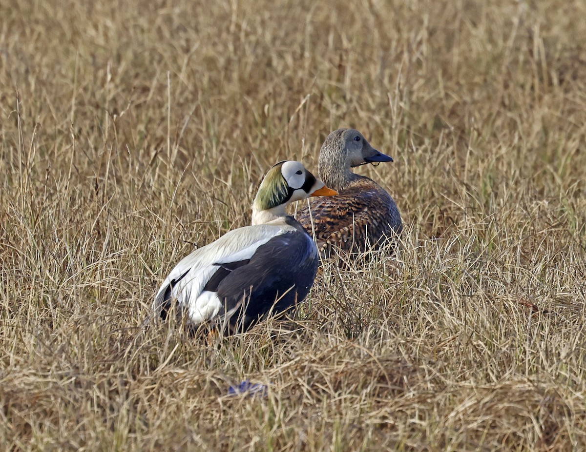 Spectacled Eider - ML620548423