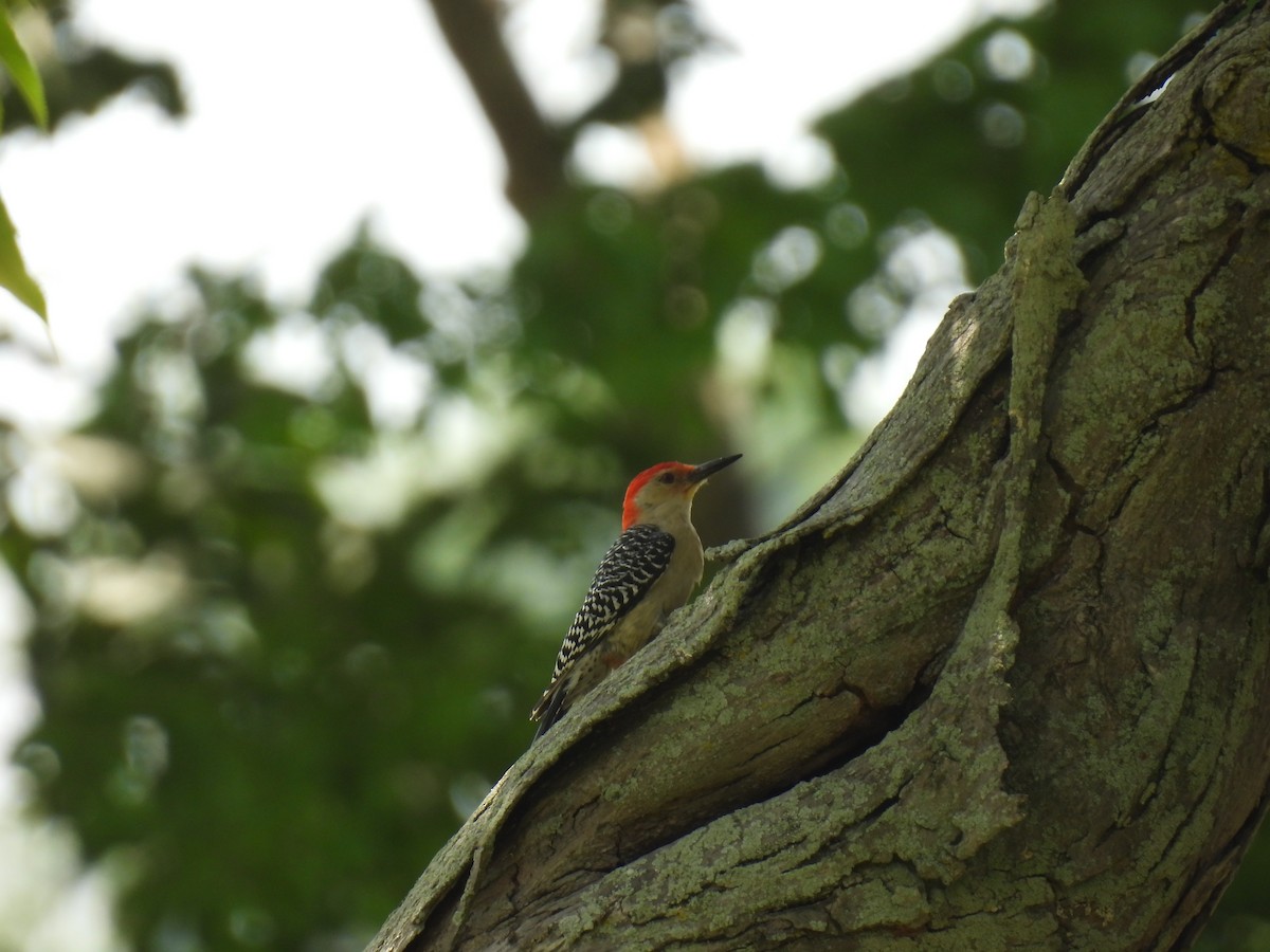 Red-bellied Woodpecker - ML620548424