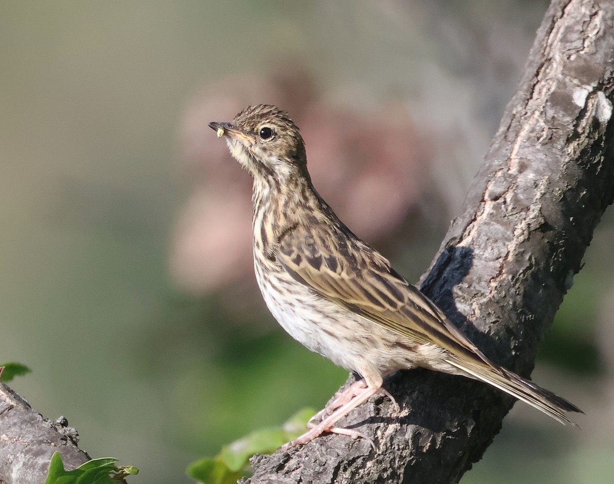 Tree Pipit - ML620548428