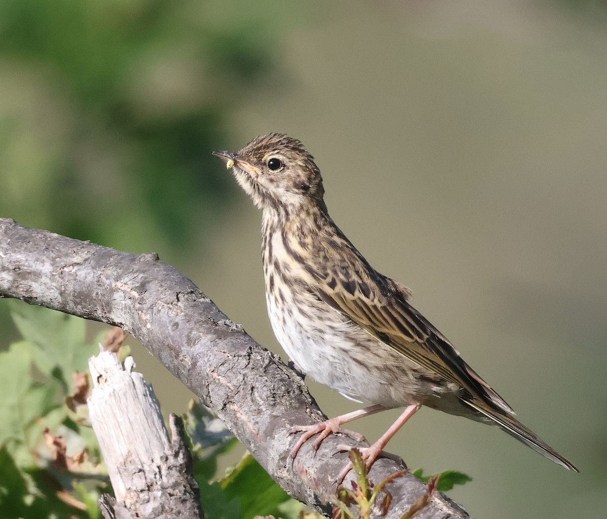 Tree Pipit - ML620548434