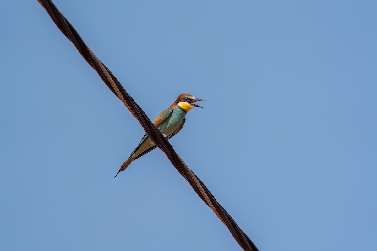 European Bee-eater - ML620548440