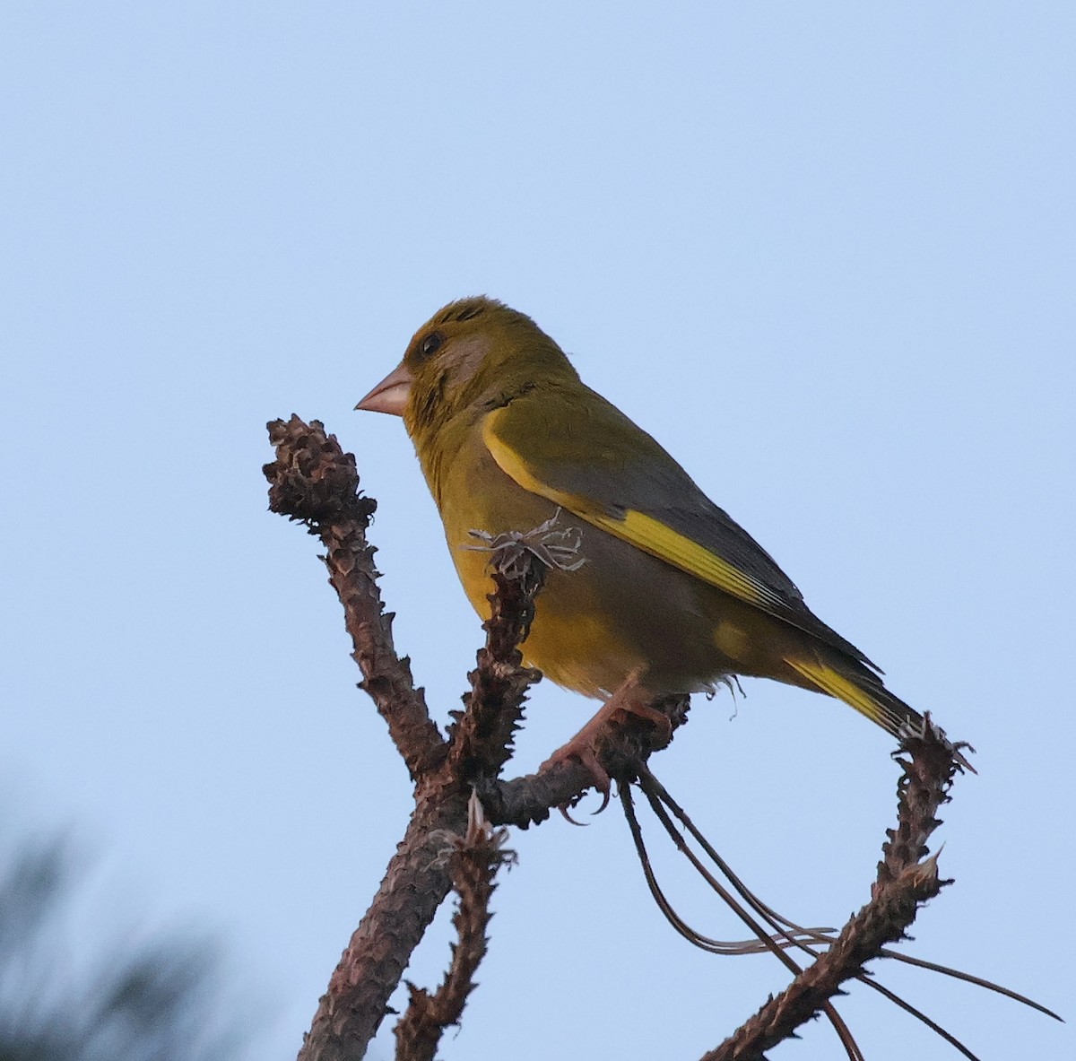 European Greenfinch - ML620548444