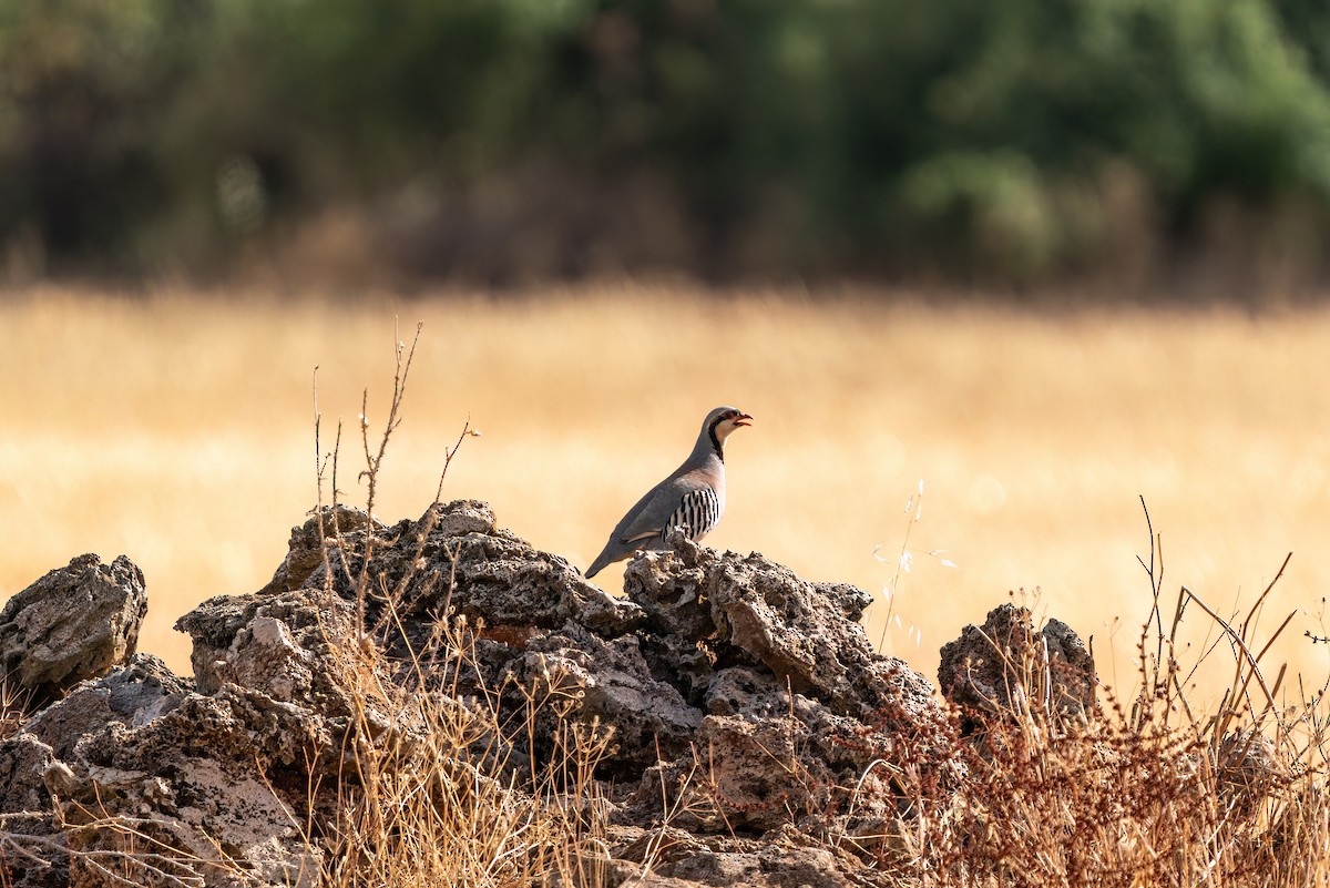 Chukar - ML620548450