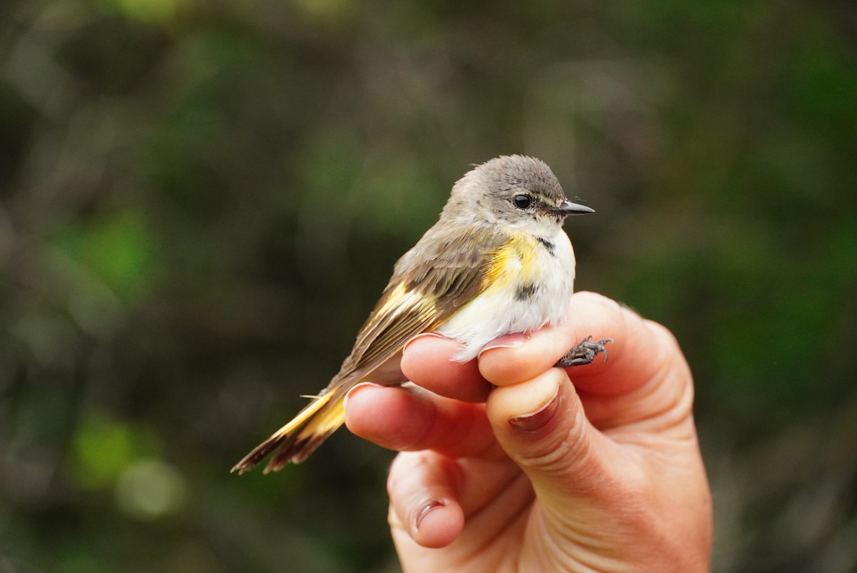 American Redstart - ML620548464