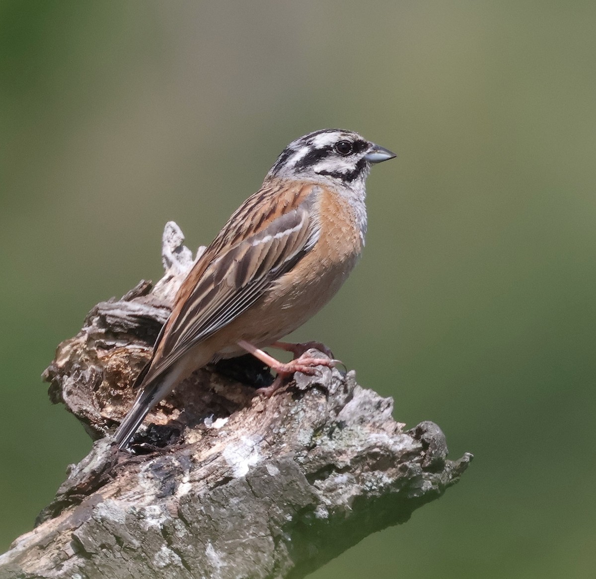 Rock Bunting - ML620548472