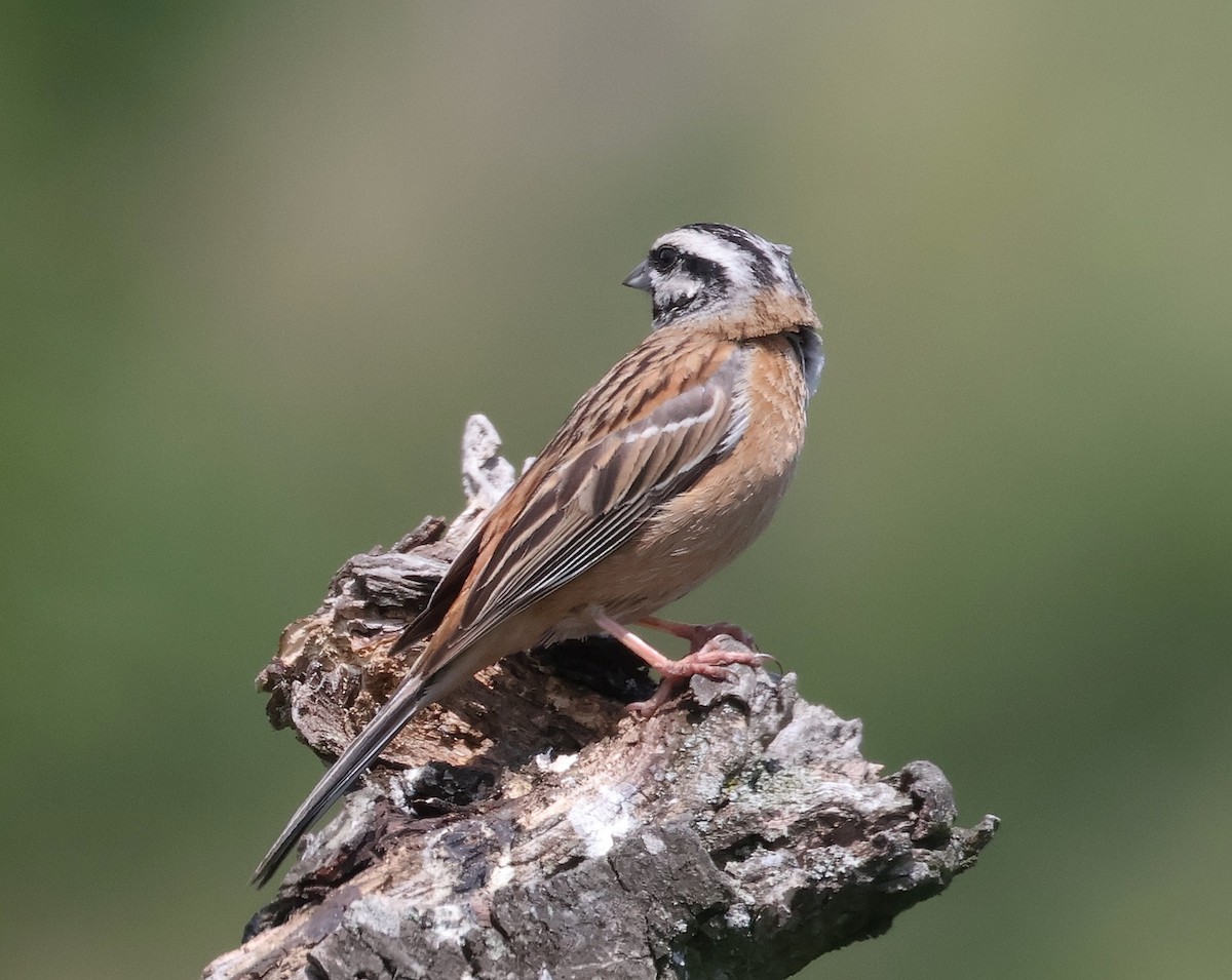 Rock Bunting - ML620548484