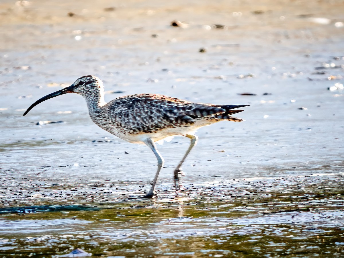 Whimbrel - ML620548488