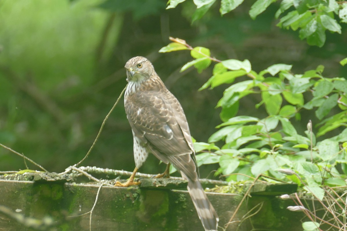 Cooper's Hawk - ML620548490