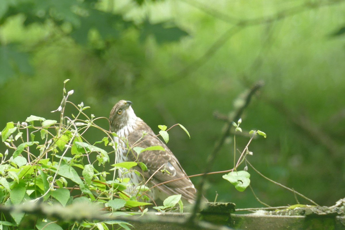 Cooper's Hawk - ML620548496