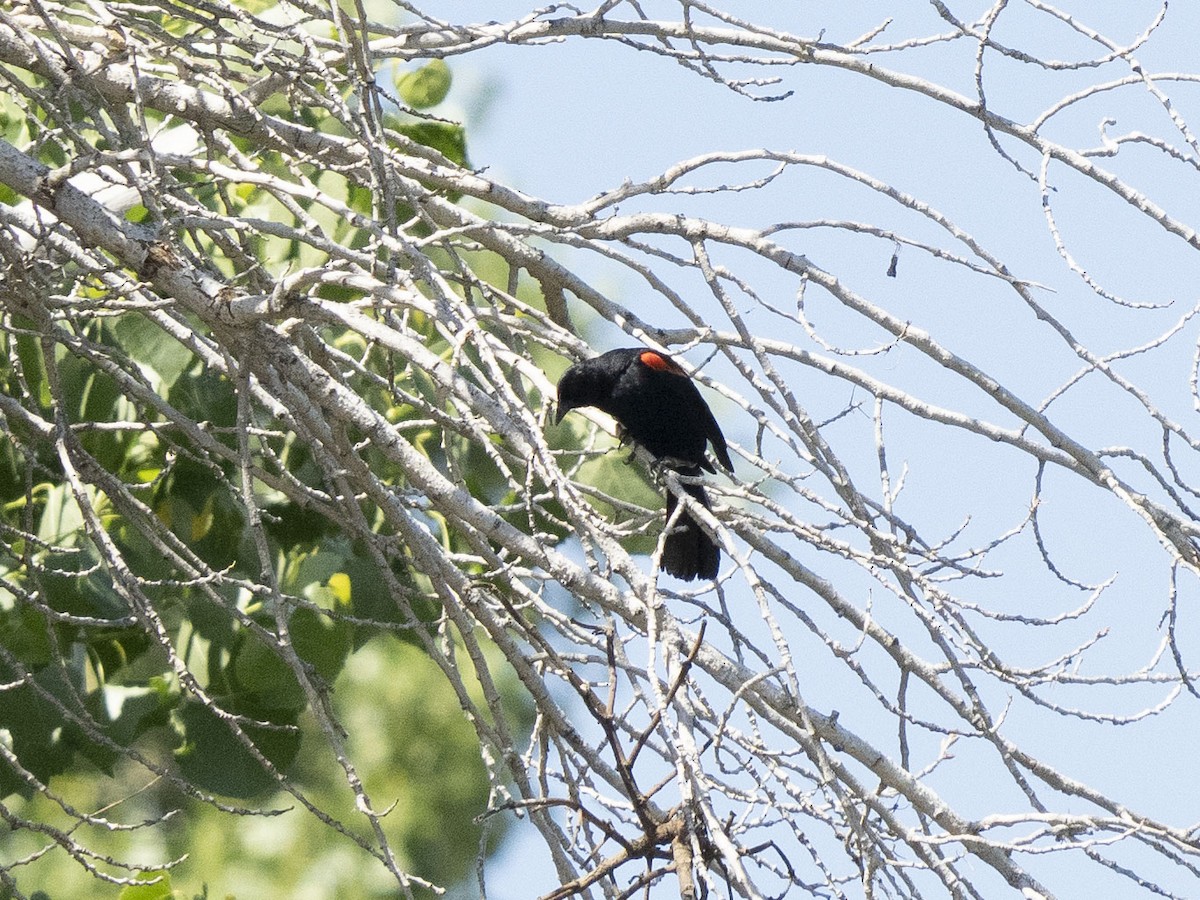 Red-winged Blackbird - ML620548499