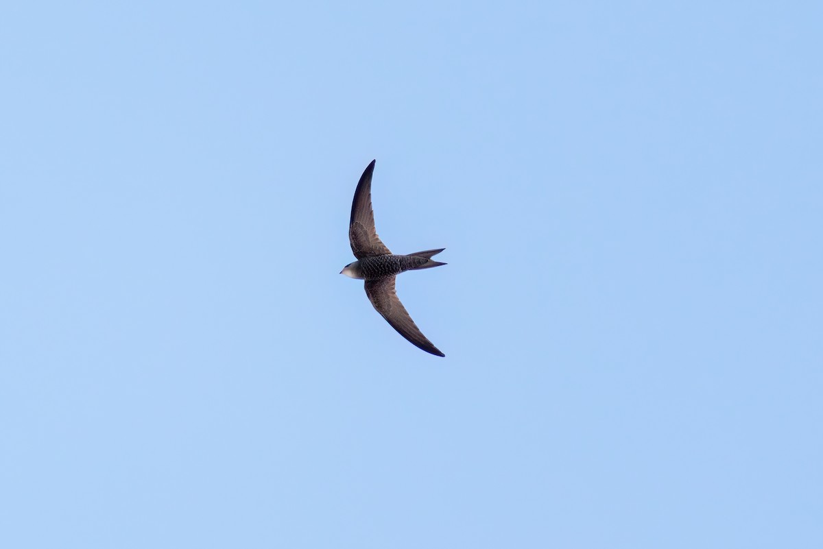 Pallid Swift - ML620548501