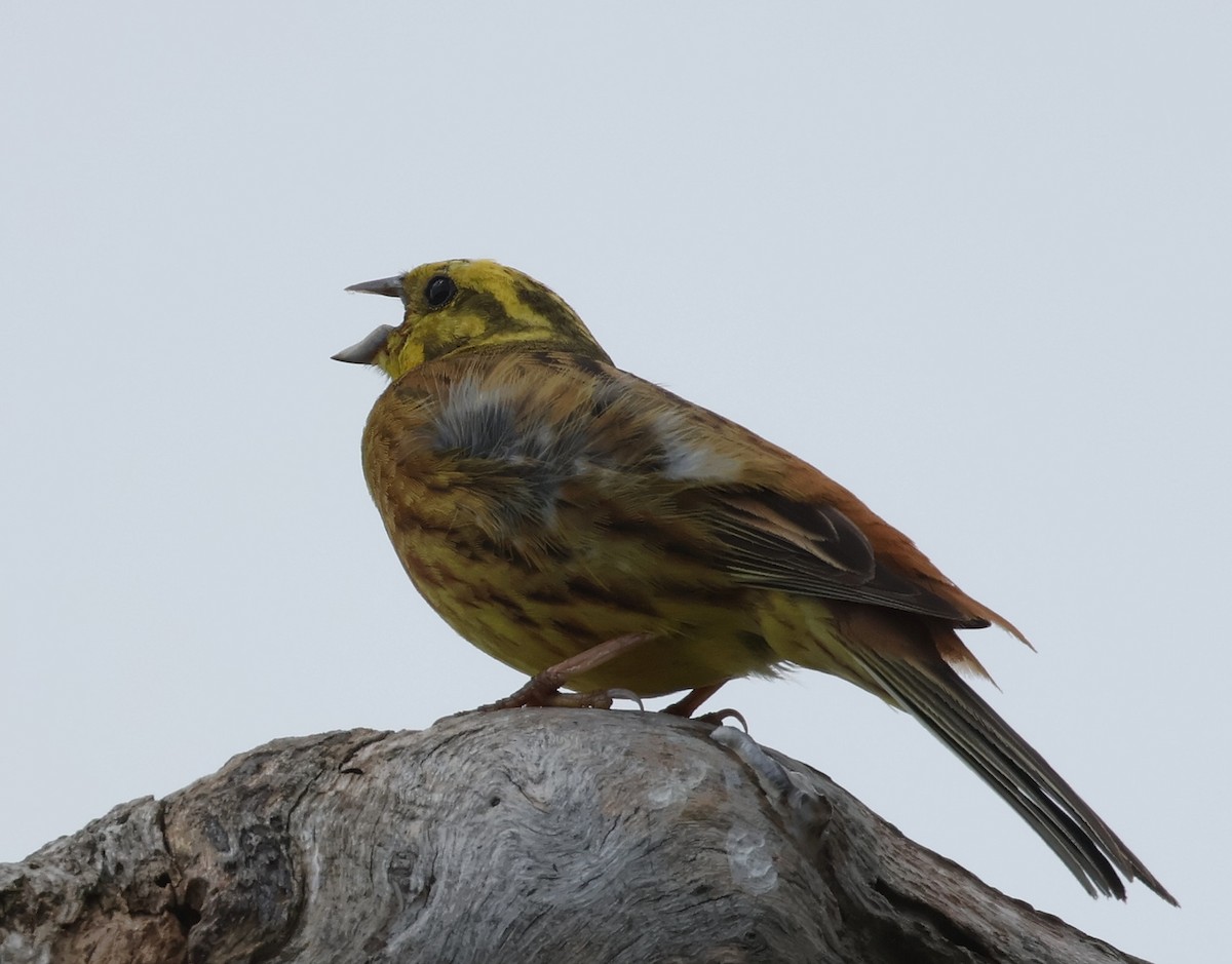 Yellowhammer - ML620548502