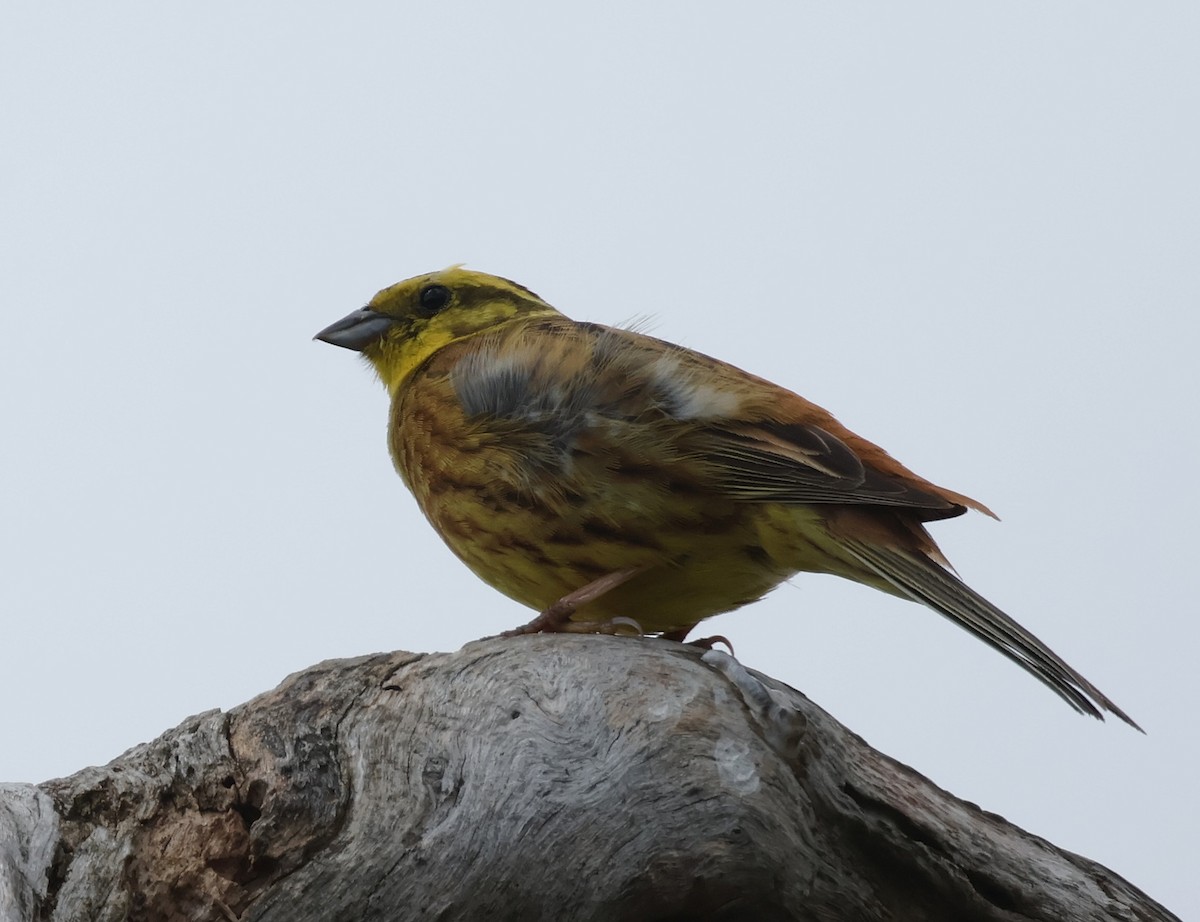 Yellowhammer - ML620548504